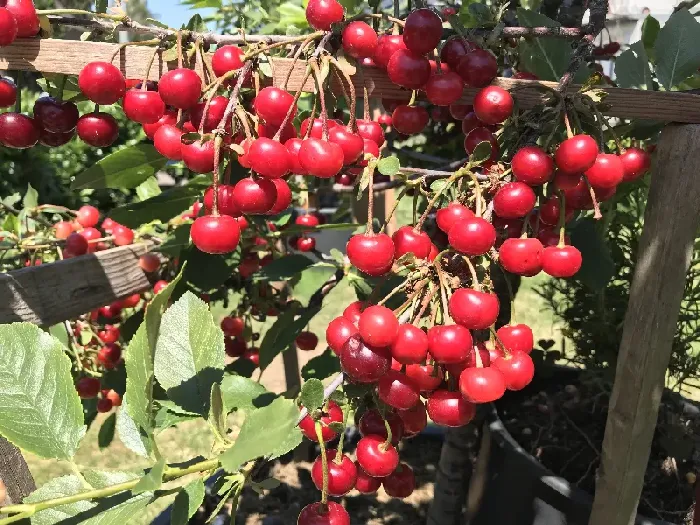 樱桃核可以发芽种植吗？在南方怎么种 | 植物问答