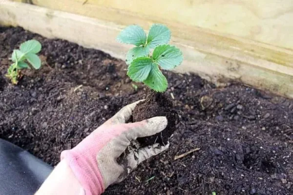 草莓采摘后怎么施肥 | 植物问答