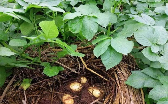 棚室蔬菜如何科学施用锰肥？ | 植物问答