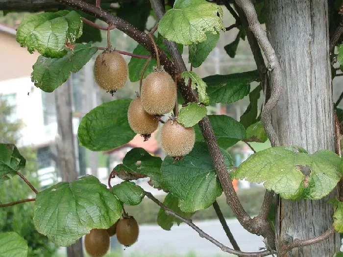 猕猴桃属于什么种类水果 | 植物问答