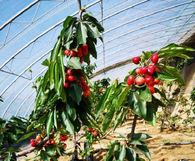 温室大棚湿度如何调控？ | 植物问答