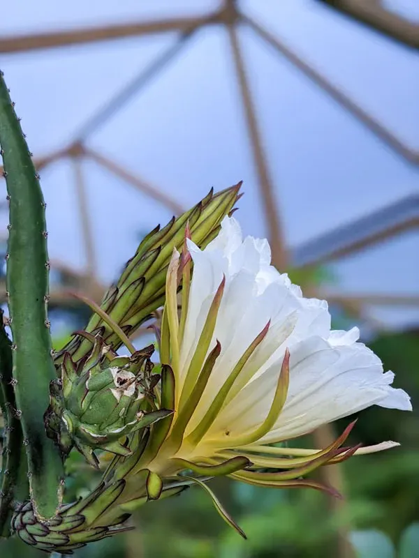 火龙果施肥方式有哪些？火龙果常见的施肥方法 | 植物问答