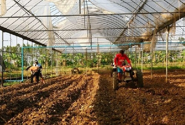 大棚内的果树什么时候适宜施肥？ | 植物问答