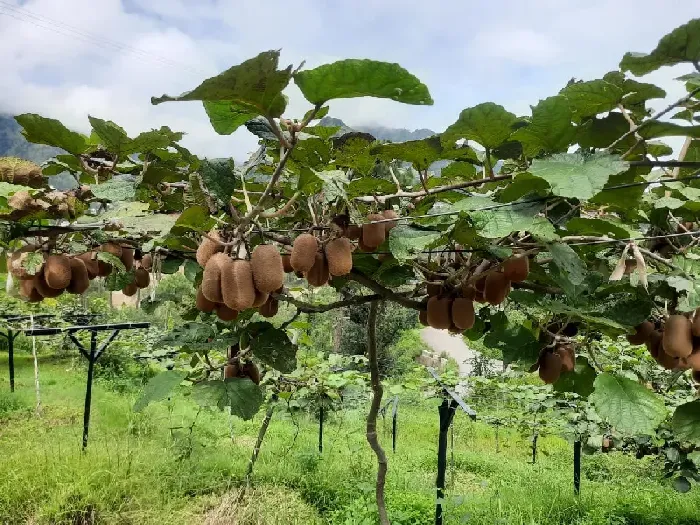 猕猴桃蚧壳虫的防治技术要点 | 植物问答