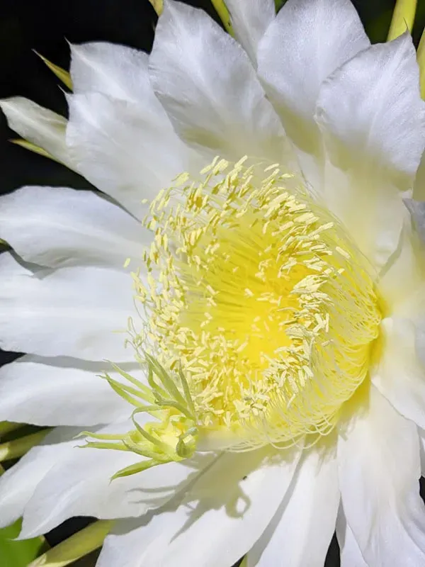 火龙果花期疏花疏果常见问题 | 植物问答