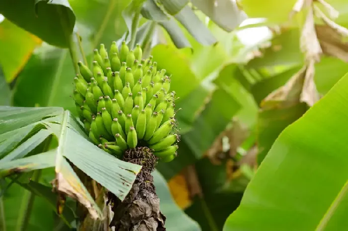 香蕉和芭蕉的区别有哪些？ | 植物问答