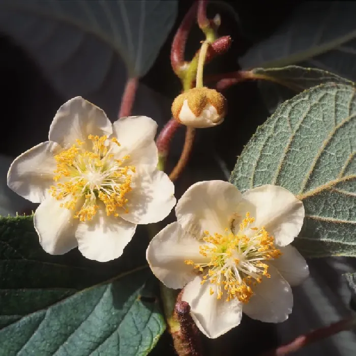 猕猴桃秋冬季应如何管理？ | 植物问答