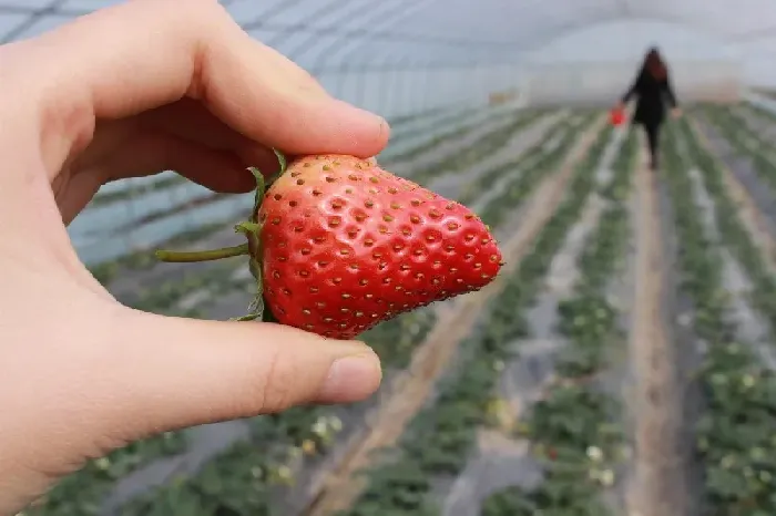 草莓苗为什么一年一换 | 植物问答