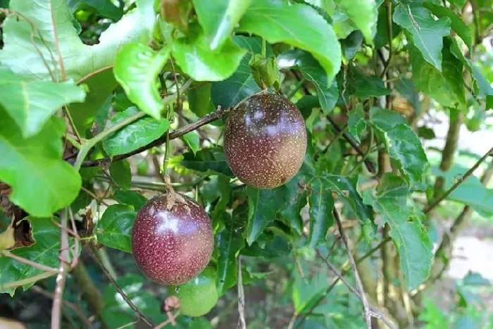 请问每棵百香果树能产多少斤百香果？ | 植物问答