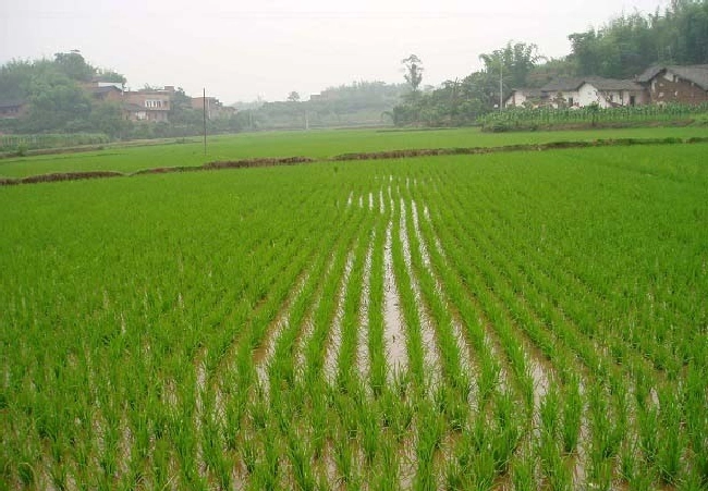 杂草如何根据生态学特性分类？ | 植物问答