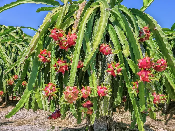 火龙果秋天怎么养 | 植物问答