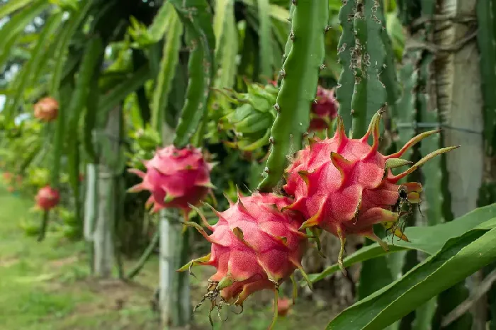 低温对火龙果种植有哪些影响？ | 植物问答