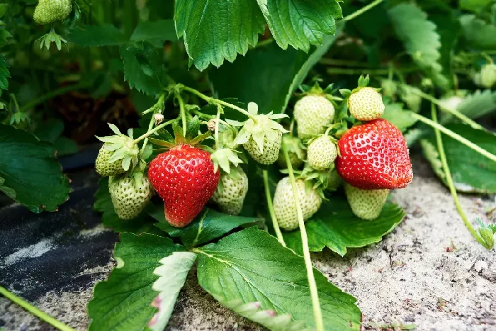 草莓苗的种类有哪些各有什么特点？ | 植物问答