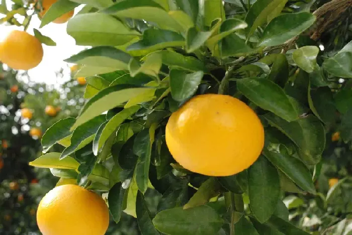 柑橘的施肥要遵循哪些原则？ | 植物问答