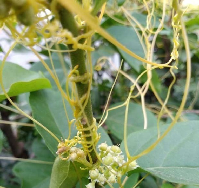 菟丝子的特征及危害 | 植物问答