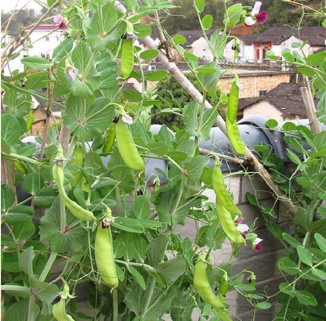 蔬菜缺镁怎么办？ | 植物问答