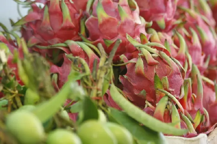 火龙果秋天的养殖方法 | 植物问答