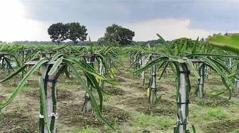 火龙果怎么切，火龙果切法 | 植物问答