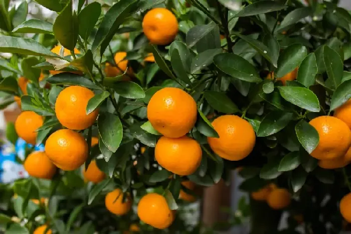 柑橘地喷什么样除草剂好呢？ | 植物问答