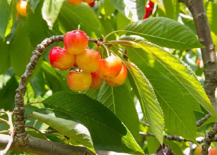 在北方露天樱桃几月份成熟？ | 植物问答