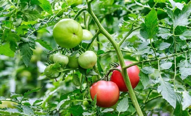 常见的无土栽培有哪几种形式？ | 植物问答