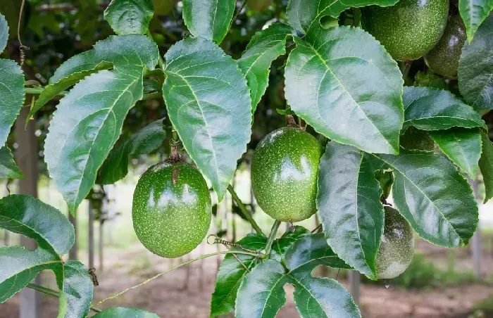 种植百香果什么时候开花结果？ | 植物问答