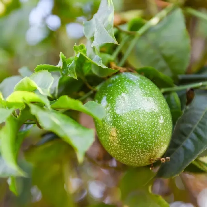 百香果病毒病有哪些症状？百香果病毒病防治措施 | 植物问答