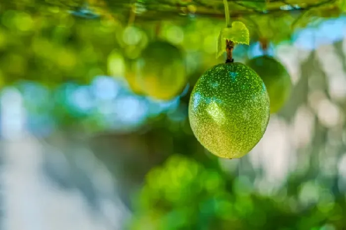 百香果挂果多久才熟 | 植物问答