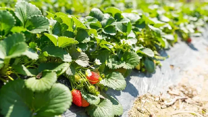 草莓种子可以在哪些地区栽培？ | 植物问答