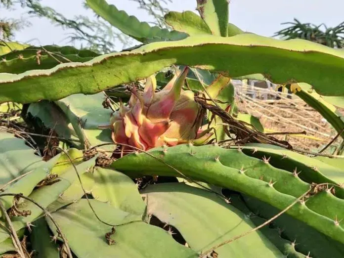 火龙果喜欢阳光吗 | 植物问答