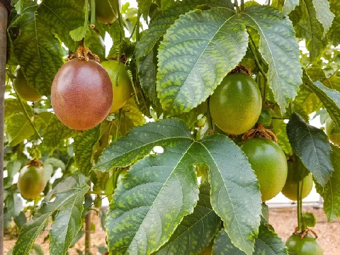 百香果怎么促进花芽分化 | 植物问答