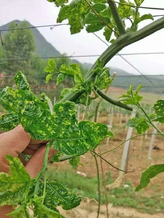 植物病毒的性状、特征与防治方法有哪些？ | 植物问答