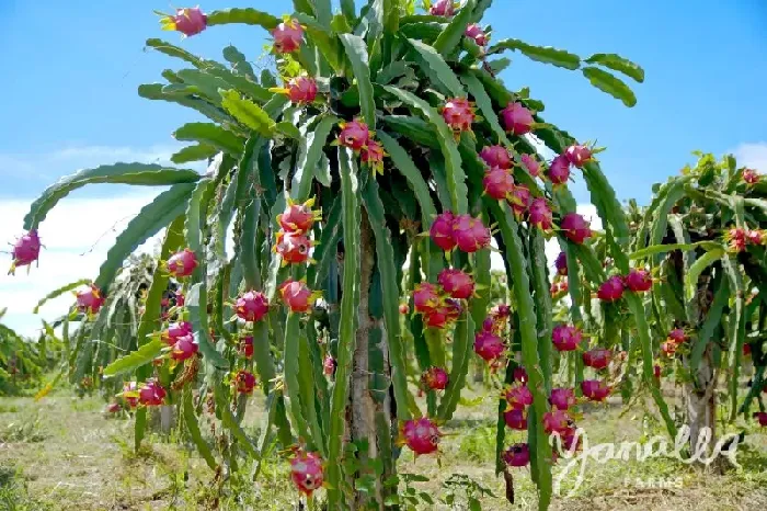 种火龙果需要什么条件？ | 植物问答