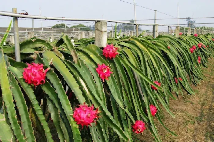 火龙果种植技术和技巧，火龙果开花时间 | 植物问答