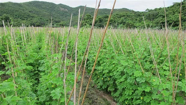 蔬菜缺钾怎么办？ | 植物问答