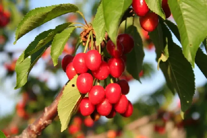 樱桃苗种植几年结果？怎么提高樱桃苗成活率？ | 植物问答