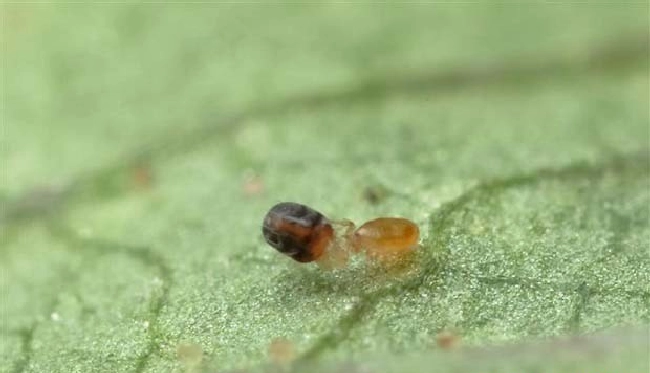 如何用昆虫天敌防治害虫？ | 植物问答