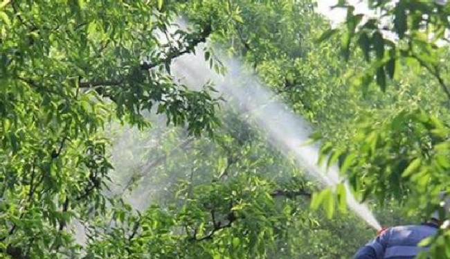 什么是防治适期？ | 植物问答