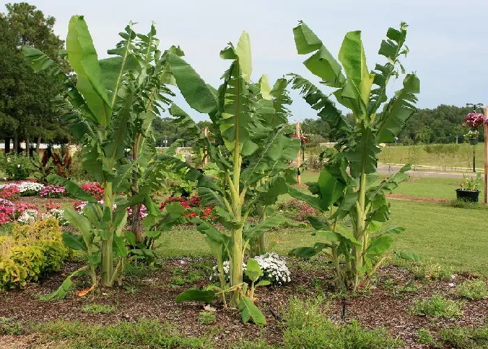 整个烂香蕉能做花肥吗，如何用香蕉皮做肥料养花 | 植物问答