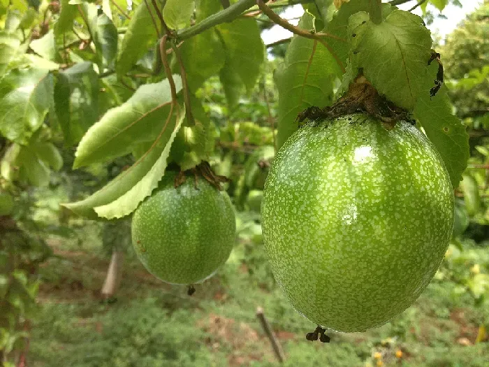 百香果泡水的正确方法 | 植物问答