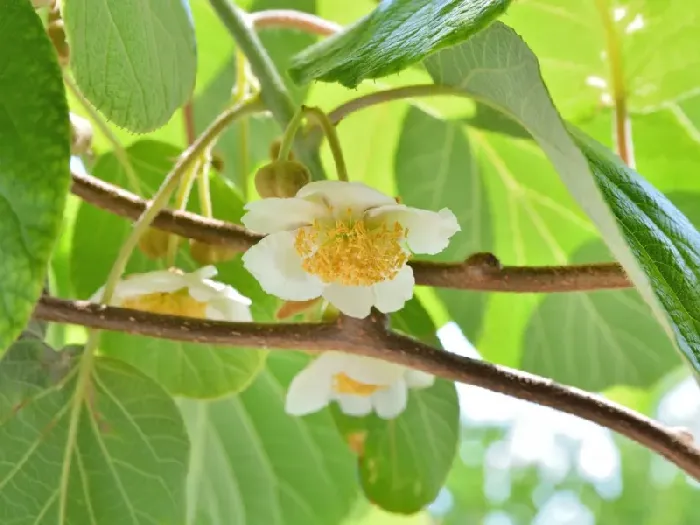 猕猴桃膨大期施肥六个要求 | 植物问答