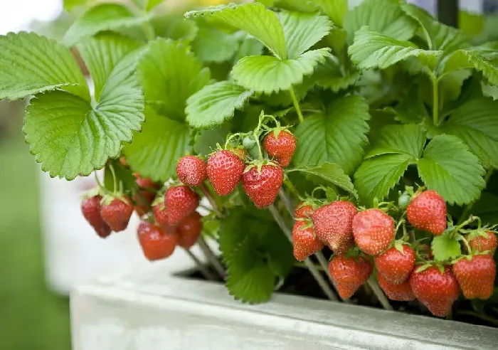 请问草莓什么时候移植最好？ | 植物问答