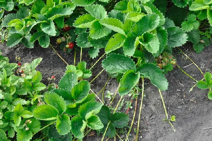 红颜草莓大棚种植注意事项 | 植物问答