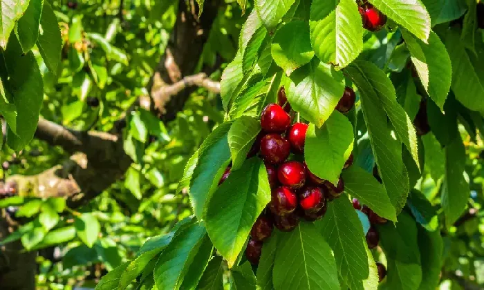 大樱桃九月份应如何管理？ | 植物问答