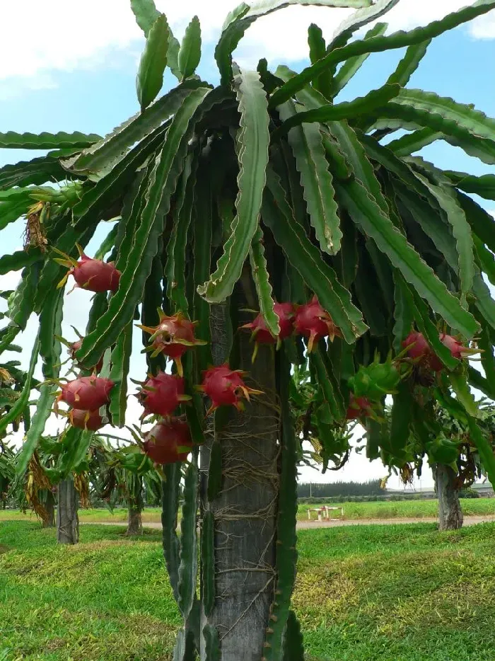 火龙果家庭种植方法，种子的收集处理是关键 | 植物问答