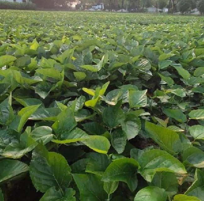 防止家蚕农药中毒的措施是什么？ | 植物问答