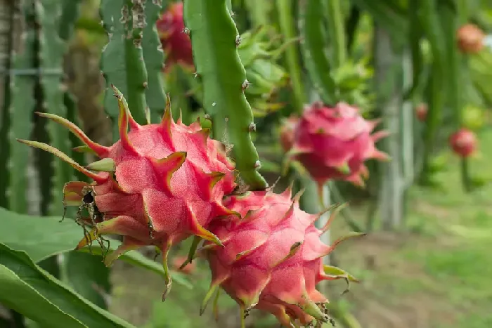 火龙果嫩梢发红正常吗？ | 植物问答