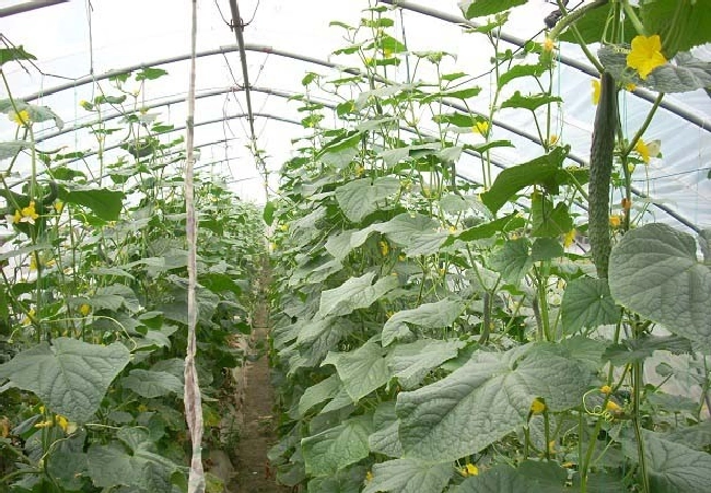 什么叫保护地栽培？ | 植物问答