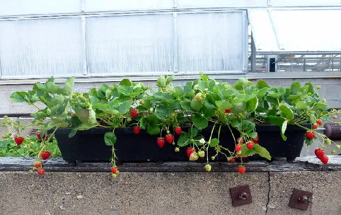 草莓种植怎么除草 | 植物问答