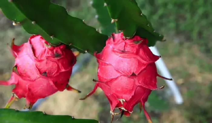 火龙果搭架与种植密度怎样确定 | 植物问答